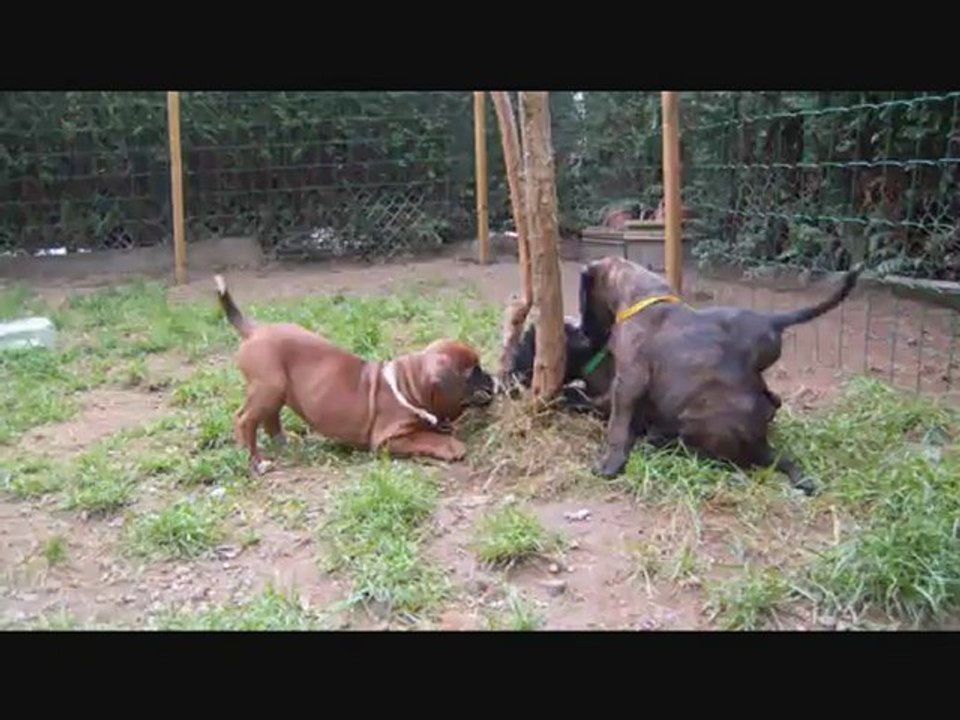 Les Bibous à 45 jours, 2012-10-03 (CHEYENNE de SAINT QUINIS X UCELLO du DOLON / Portée des "H" 2012)