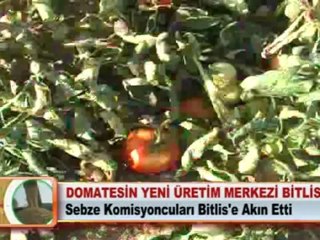 Domatesin yeni üretim merkezi Bitlis