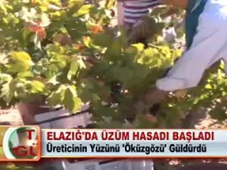 ELAZIĞ’DA ÜZÜM HASADI BAŞLADI