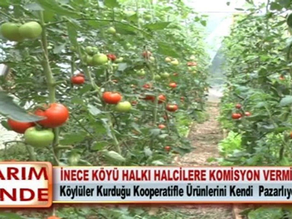 İNECE KÖYÜ HALKI HALCİLERE KOMİSYON VERMİYOR