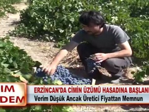 ERZİNCAN’DA CİMİN ÜZÜMÜ HASADINA BAŞLANDI