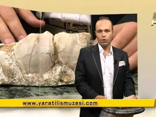 MİLYONLARCA YILDIR DEĞİŞMEYEN FİLLER