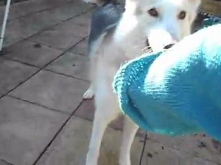 Assistance Dog removing cardigan during POTS overheating