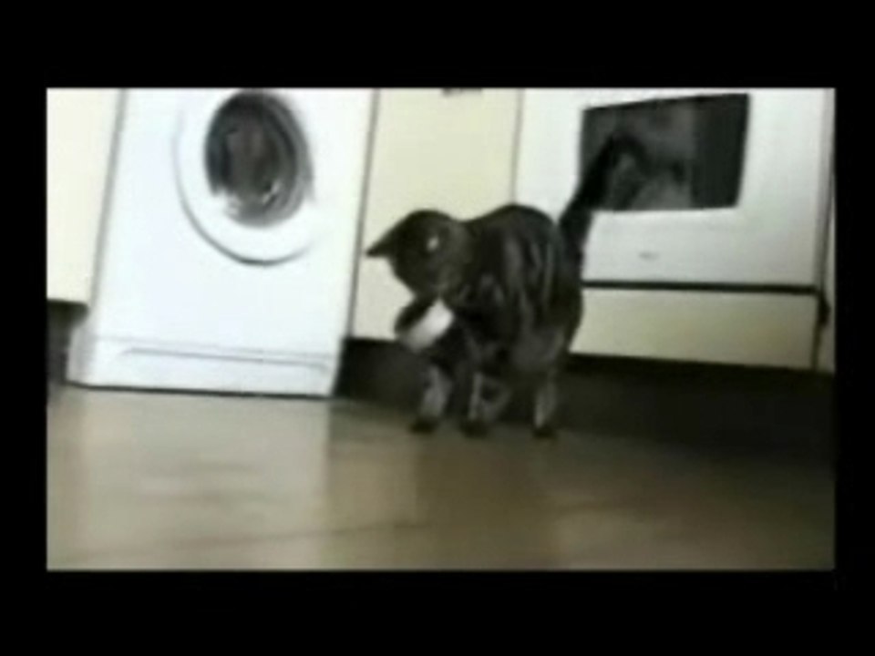 betisier de chats
