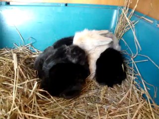 24_07 780 lapereaux de Ambre et armani bélier angora  viennent d'ouvrir les yeux