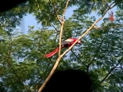 Могилу королевы майя обнаружили в Гватемале