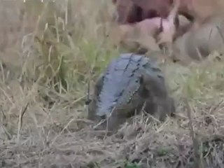 crocodile tries to steal food from 6 lions