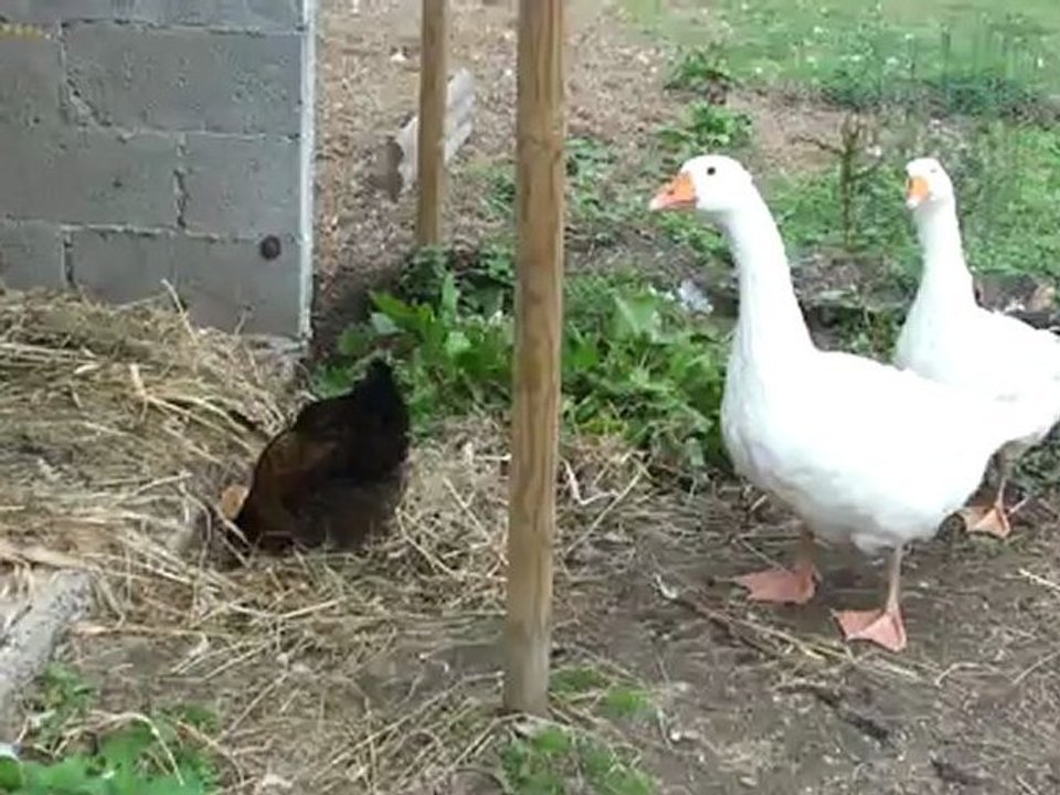 Première rencontre ...