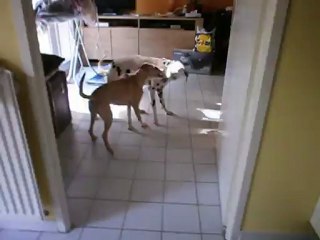 Redden et Gandhi octobre 2012 n° 3