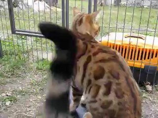 Magic Bengal HEMILIO - just 5 months