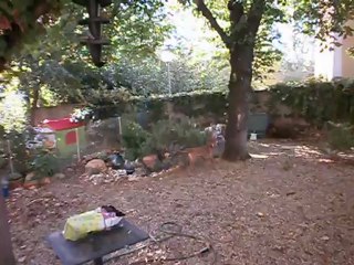 Redden et Gandhi octobre 2012 n° 6