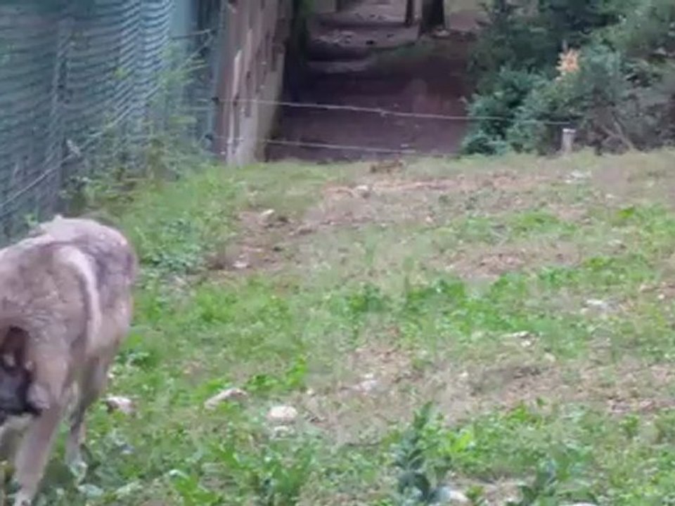Parc des pyrennées les loups 2012