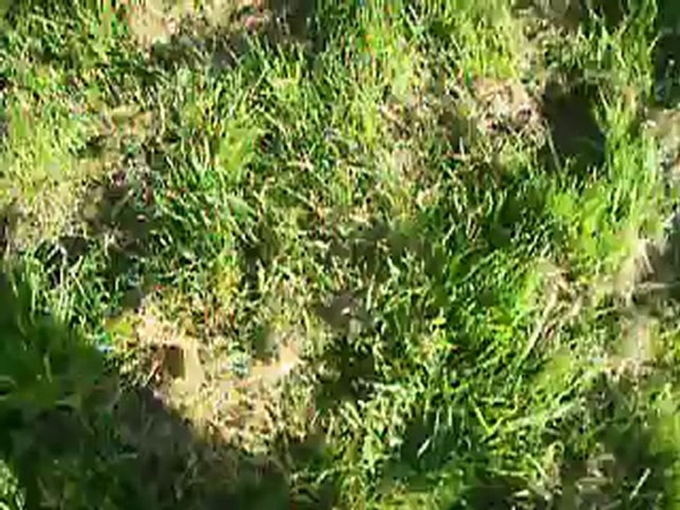 vidéo du 04.10.12 de Black...