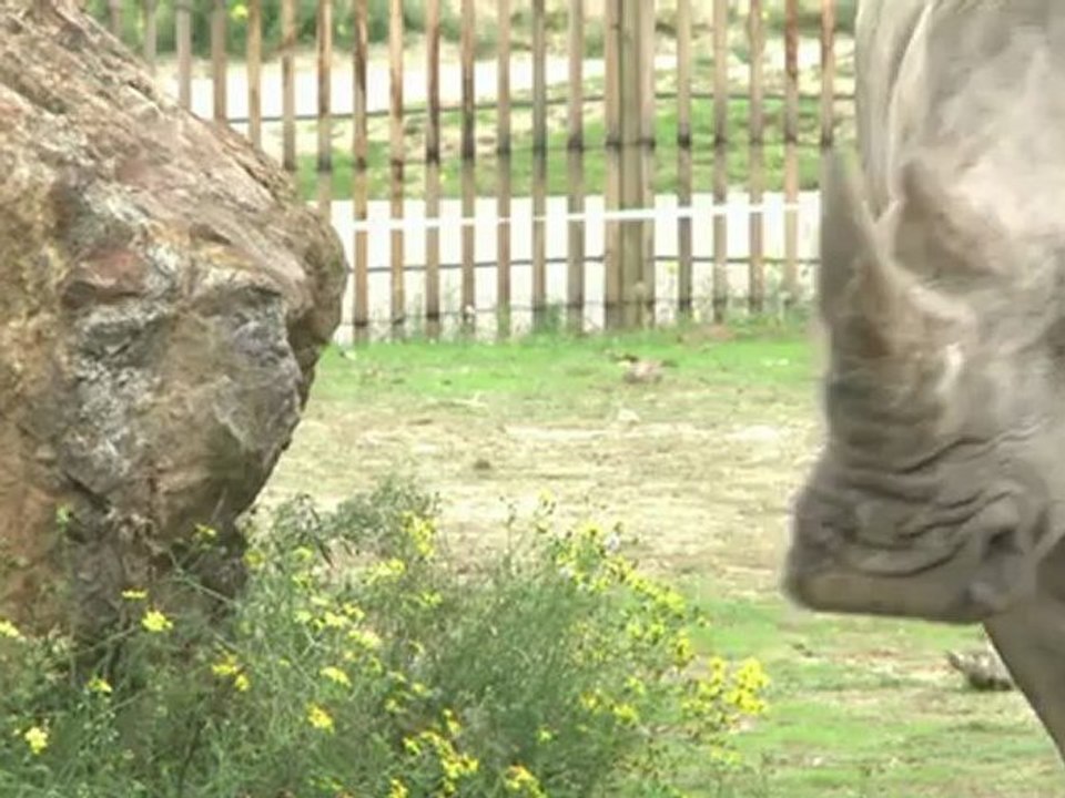 Un rhinocéros blanc né en Rhône-Alpes, au Safari de Peaugres