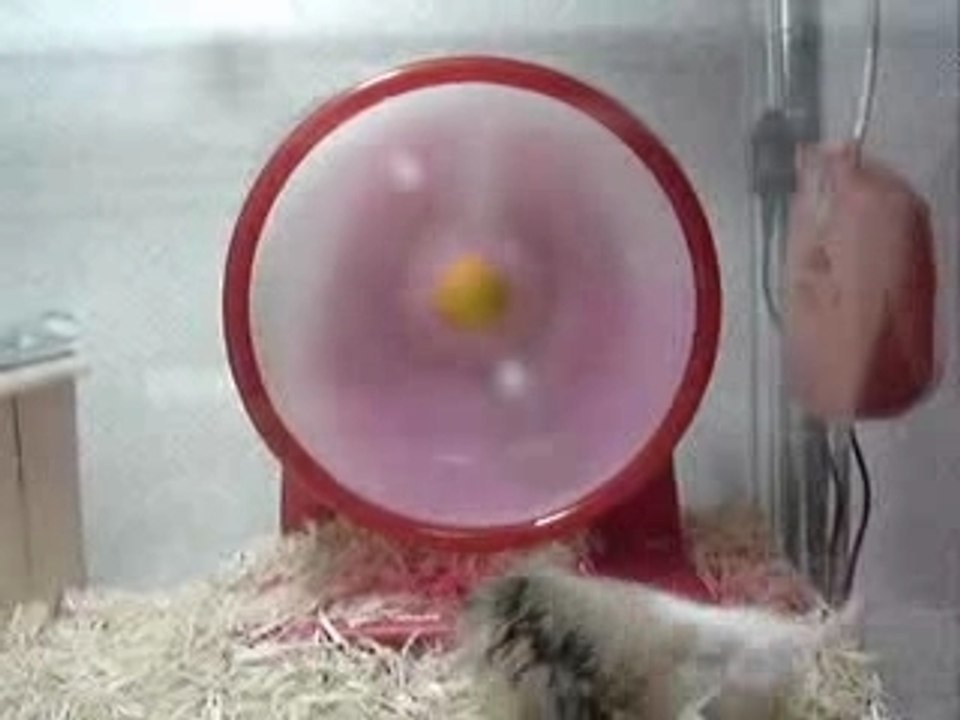 hamster roue