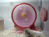 hamster roue