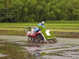 Çeltik Fidesi Dikme Makinesi 1/2