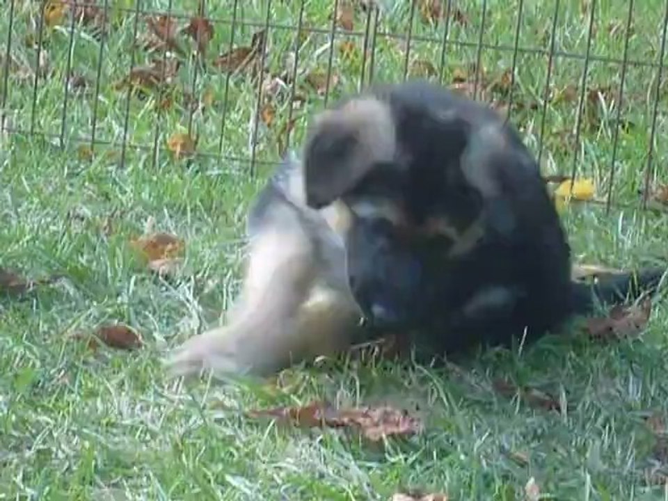 Chiots 6 semaines et demi