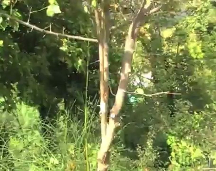 Göz Aşılaması