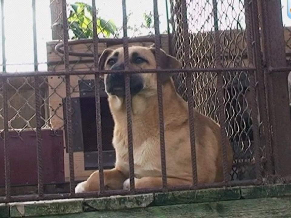 Światowy Tydzień Zwierząt 2012