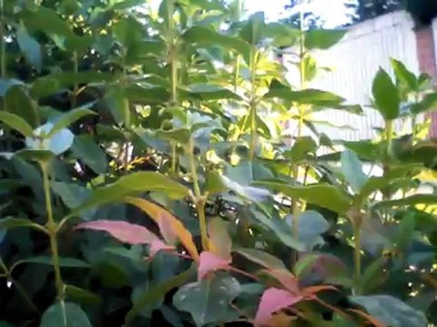 Archos 80 G9 Turbo Örnek Video