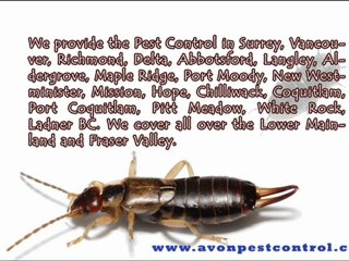 Get Bedbugs Inspection and Estimates