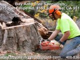 Tree Service San Jose. call US 408-836-9147