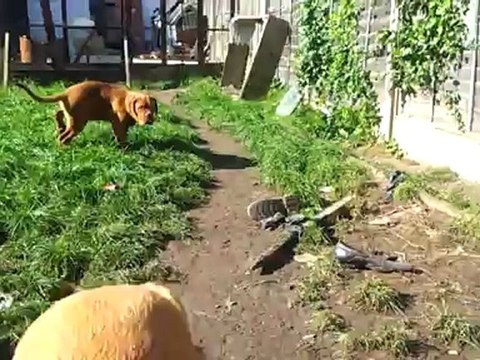 dogue de bordeaux puppies