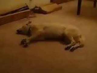 Dog Dreaming