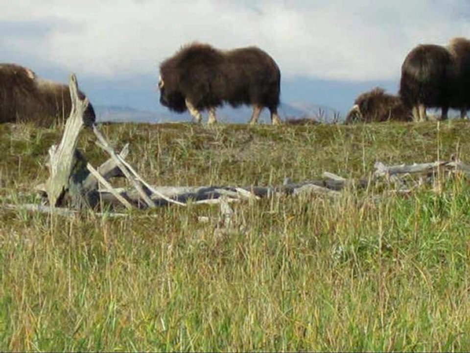 Boeufs musqué dans l'arctique