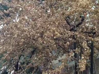 Yeni iPad'in Kamerasından 1080p Video