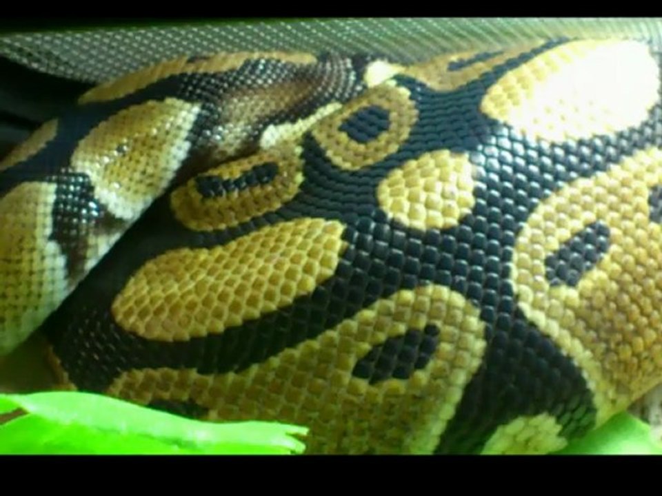 Evolution python regius