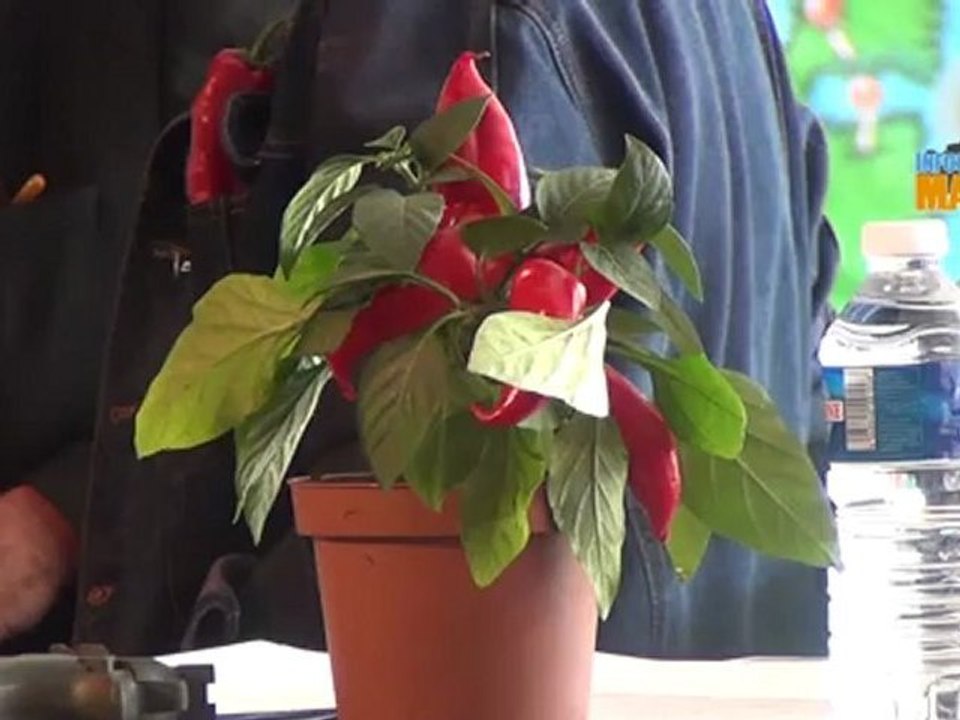 Marseille: le programme de la 21e Fiesta des suds