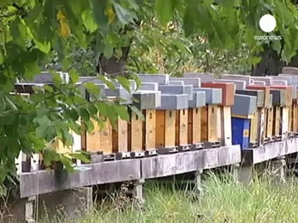 Bees create buzz of interest with coloured honey