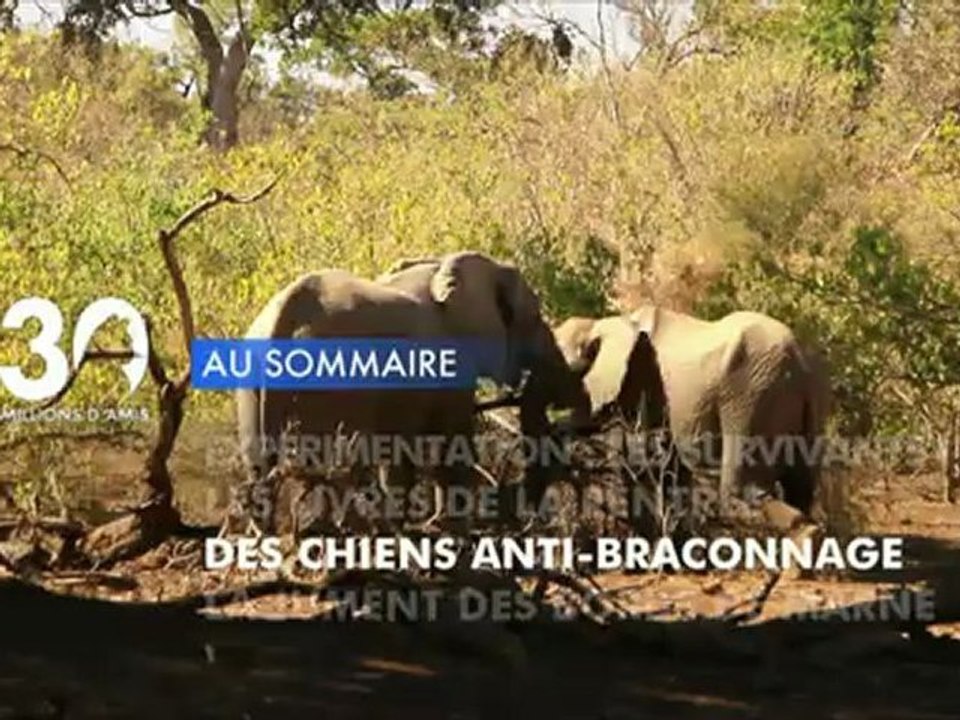 Sommaire émission 30 Millions d'Amis 6/10/2012