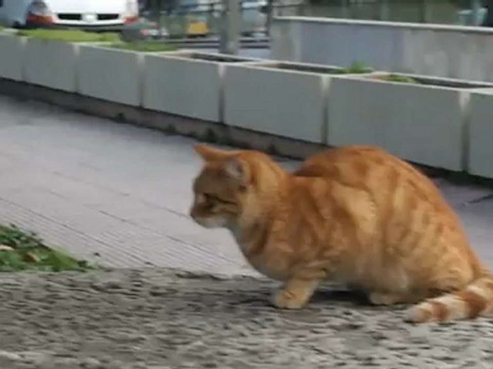 Avını gözleyen kedi