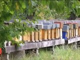 Du miel bleu et vert dans leurs ruches