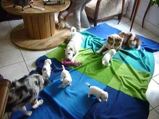 chiots Ficelle et Berny seance jeux