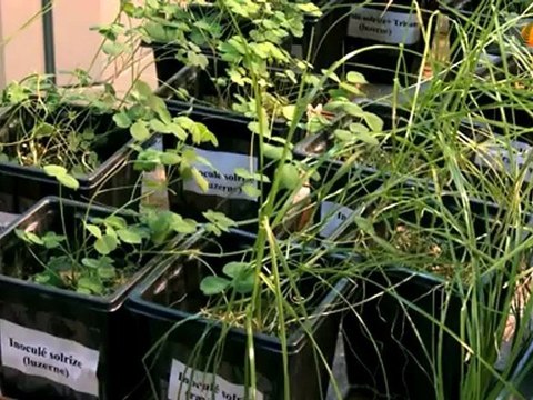 Des champignons à la rescousse des sols pollués par les dioxines