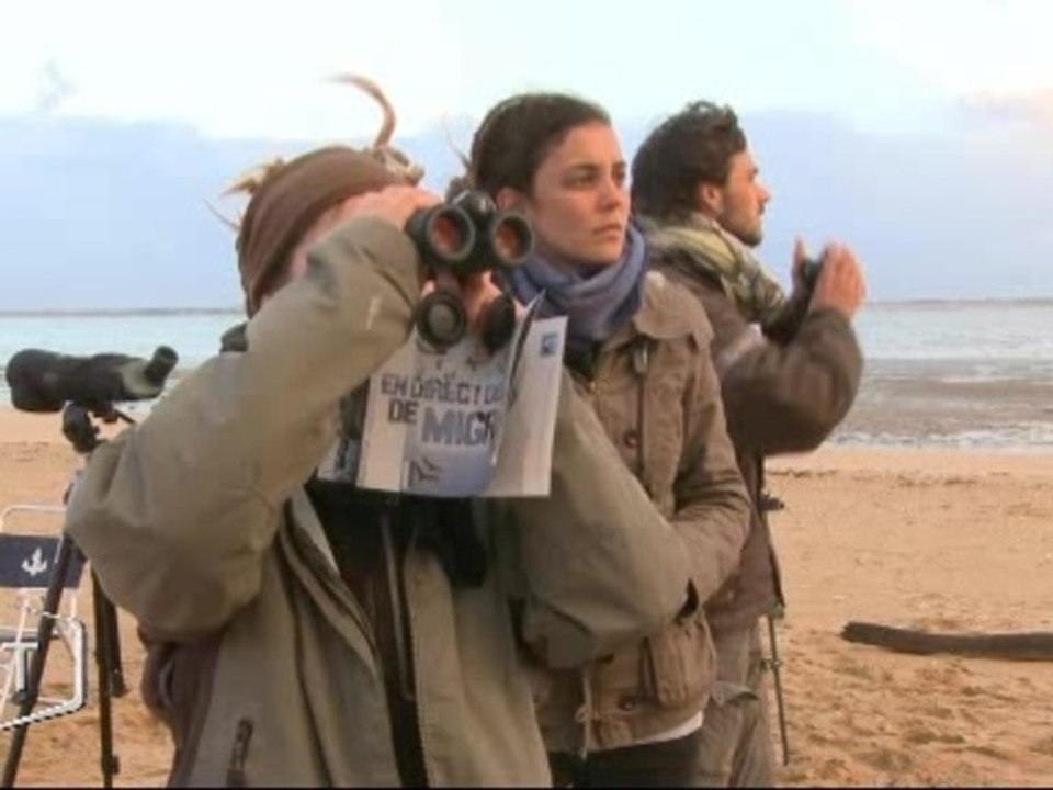 Migration des oiseaux : l’heure du comptage (Vendée)