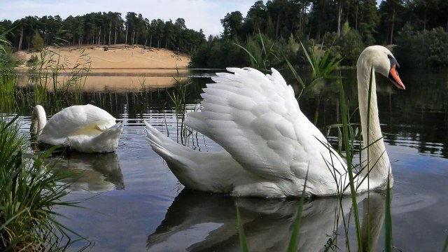 Лебедь-шипун на Беберлини