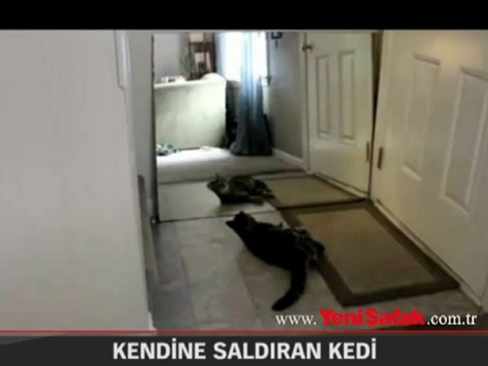 Kendine Saldıran Kedi