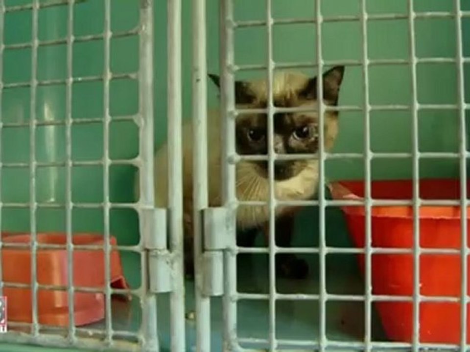 La fourrière animale de Clermont-Ferrand