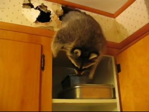 Атака на кухню