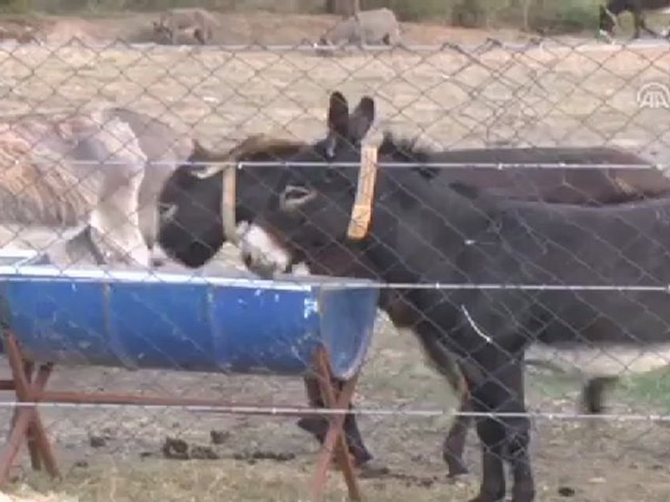 Türkiye'nin ilk eşek çiftliği