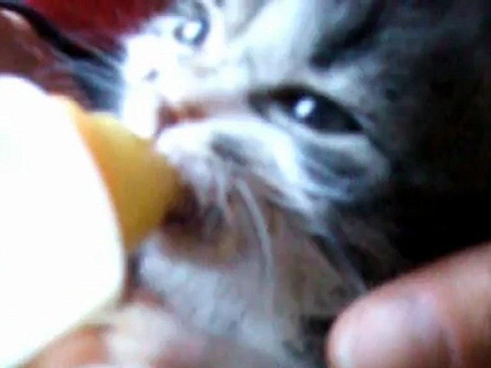 Intro de mon blog !  (mes-petits-chats28)