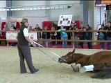 Cabaret Équestre– Equid Espaces 2012 – Rochexpo TV