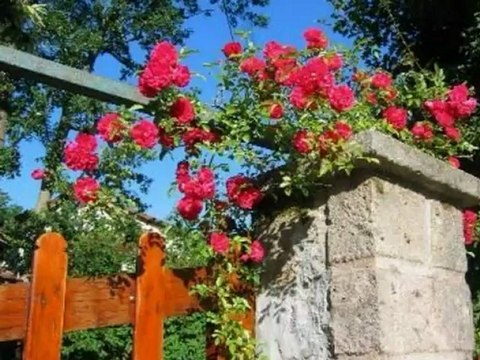 La Rose.. chanté (en francais) par Fabrice de L'Oise