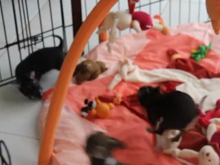 Chiots Chihuahua du Royaume d'Exquise