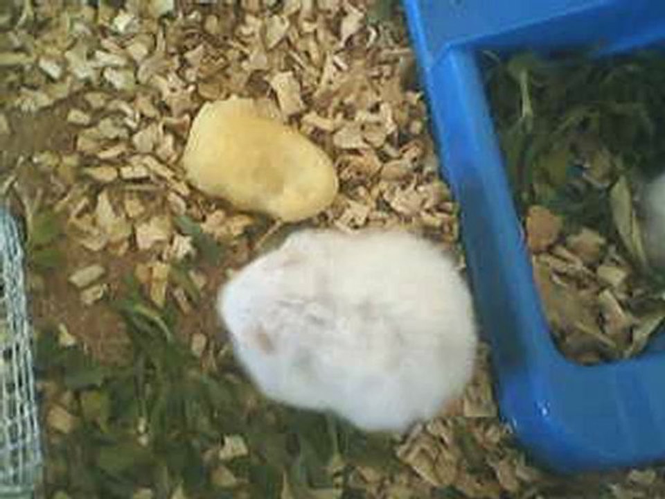 hamster